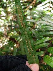 Goniophlebium persicifolium