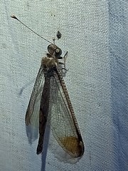 Ascalobyas albistigma