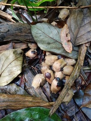Pinanga coronata