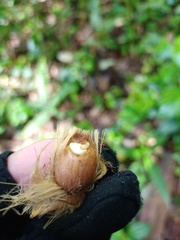 Pinanga coronata