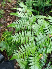 Diplazium dilatatum
