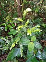 Lasianthus biflorus