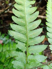 Diplazium dilatatum