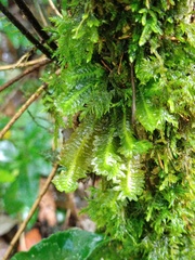 Schistochila aligera