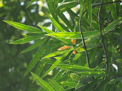 Freycinetia javanica