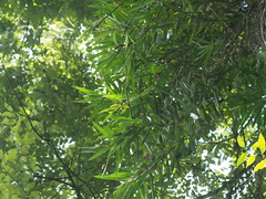 Freycinetia javanica