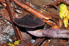 Cortinarius kioloensis
