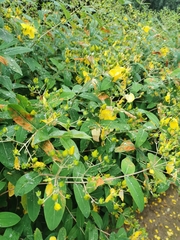 Hypericum monogynum
