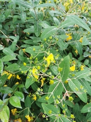 Hypericum monogynum