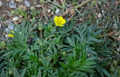 Potentilla multifida