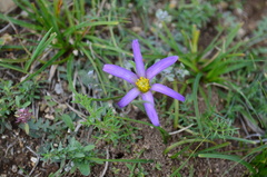Pulsatilla bungeana