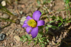 Pulsatilla bungeana