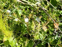 Delosperma inconspicuum