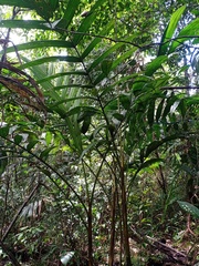 Plectocomia elongata