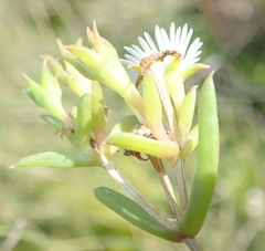 Delosperma inconspicuum