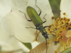 Chrysanthia viridissima