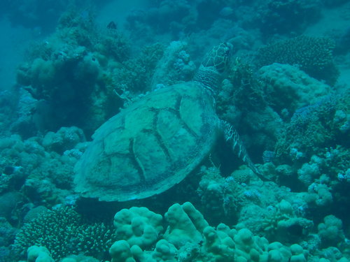 Hawksbill Sea Turtle — seen at this dive site