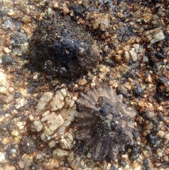 Scutellastra tabularis