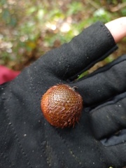 Plectocomia elongata