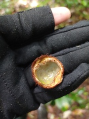 Plectocomia elongata