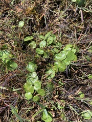 Hydrocotyle vulgaris