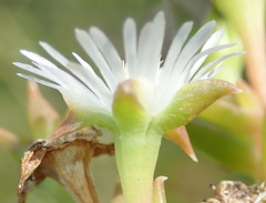 Delosperma inconspicuum