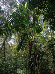 Pinanga coronata