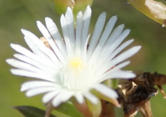 Delosperma inconspicuum
