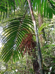 Pinanga coronata