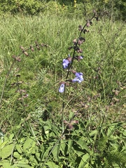 Salvia ringens