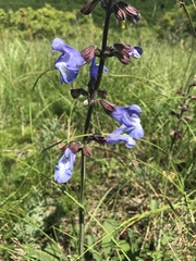 Salvia ringens