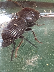 Dixus sphaerocephalus