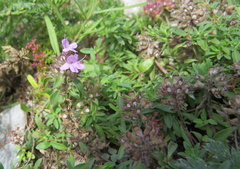 Thymus altaicus