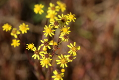 Senecio affinis