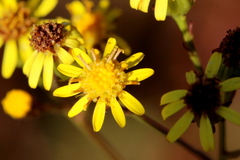 Senecio affinis