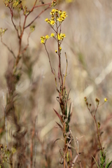 Senecio affinis