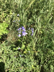 Veronica austriaca
