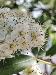 Sorbus sibirica