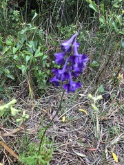 Delphinium pentagynum