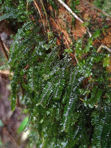 Plagiochila propinqua
