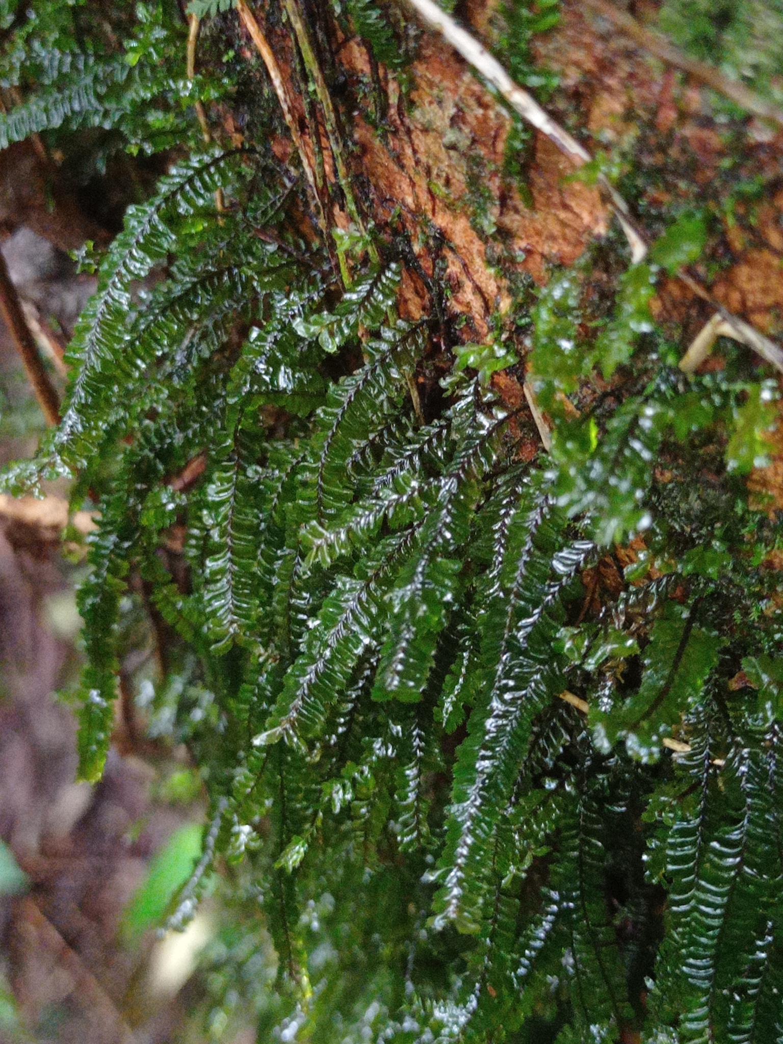Plagiochila propinqua