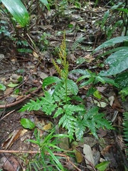 Sceptridium daucifolium