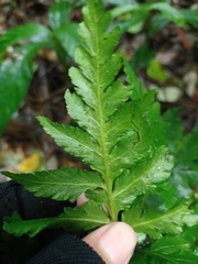 Sceptridium daucifolium