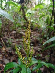 Sceptridium daucifolium