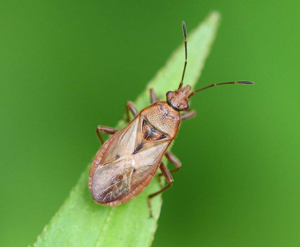 Sinorsillus piliferus