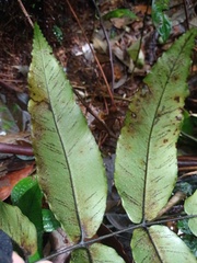 Diplazium bantamense