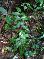 Diplazium bantamense