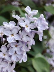 Syringa vulgaris