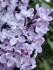 Syringa vulgaris