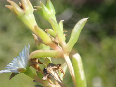 Delosperma inconspicuum